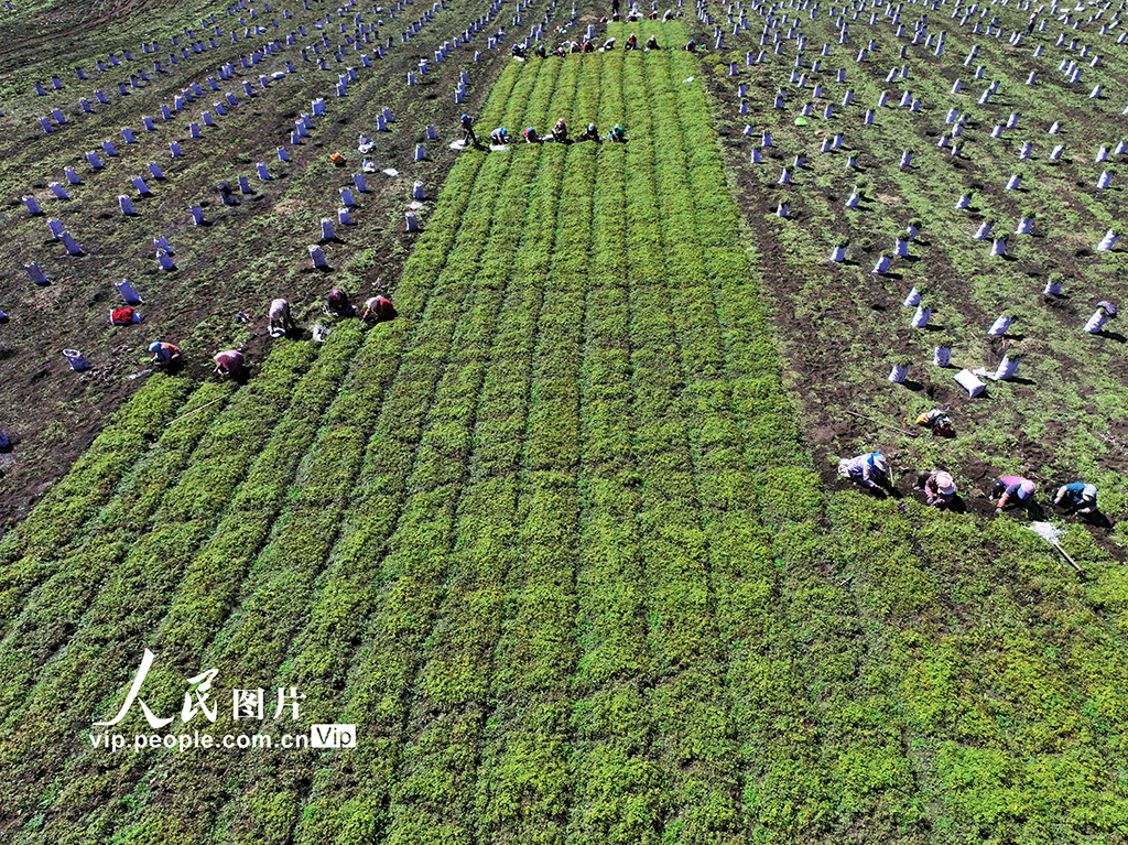 甘肃岷县：收获当归苗【4】