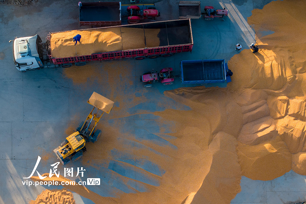 甘肃酒泉：秋收【3】