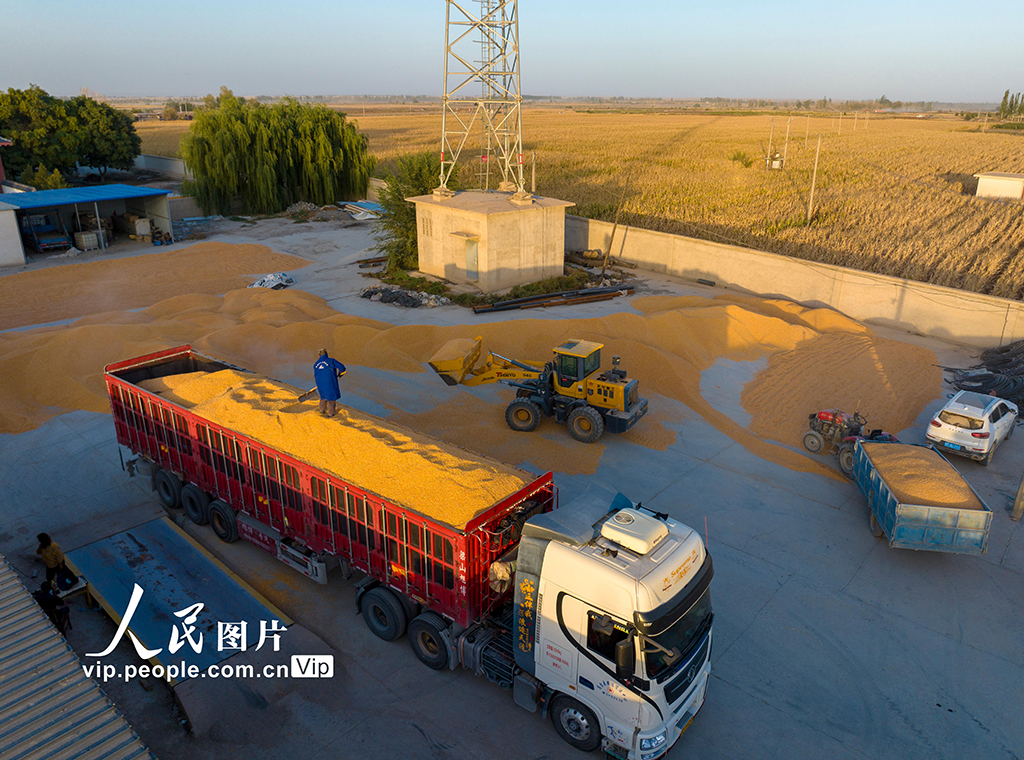 甘肃酒泉：秋收【2】