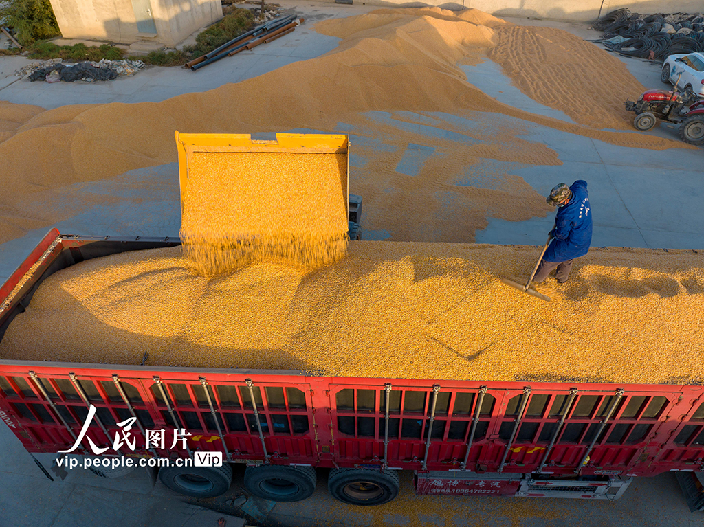 甘肃酒泉：秋收【4】