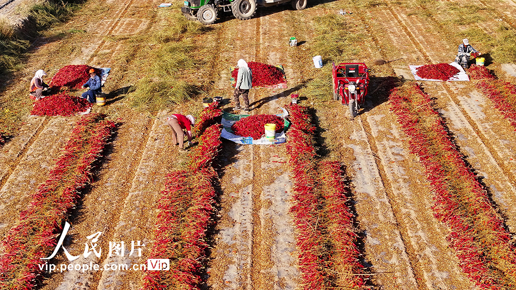 甘肃酒泉：秋收【5】