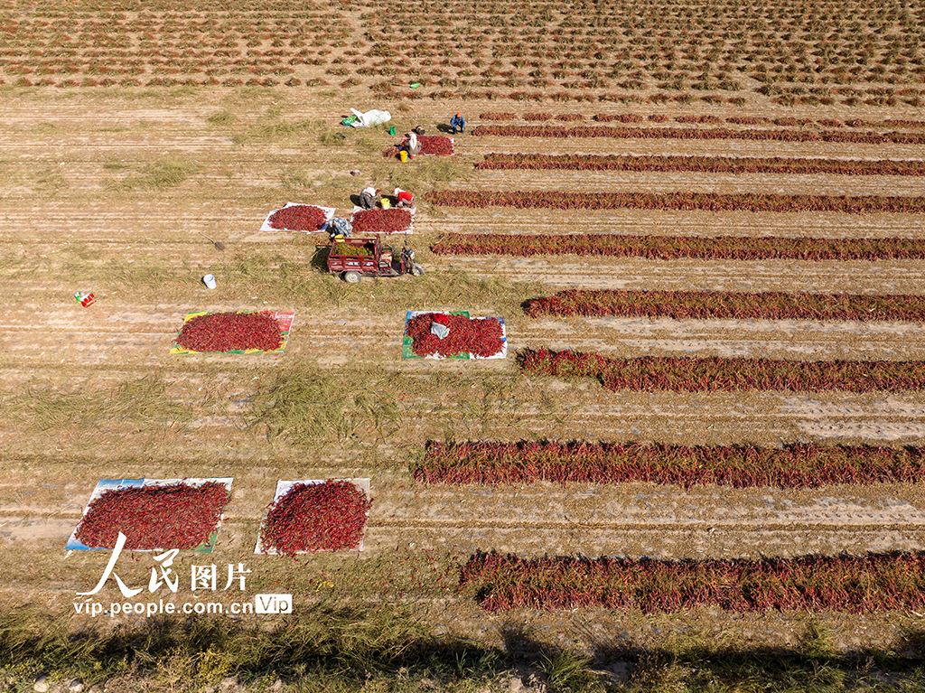 甘肃酒泉：秋收【6】