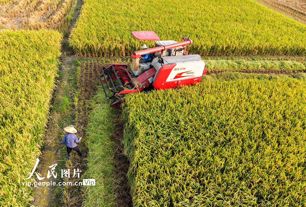江西婺源：中稻收割【3】