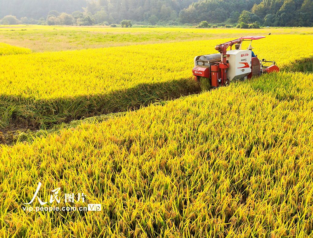 江西婺源：中稻收割【2】