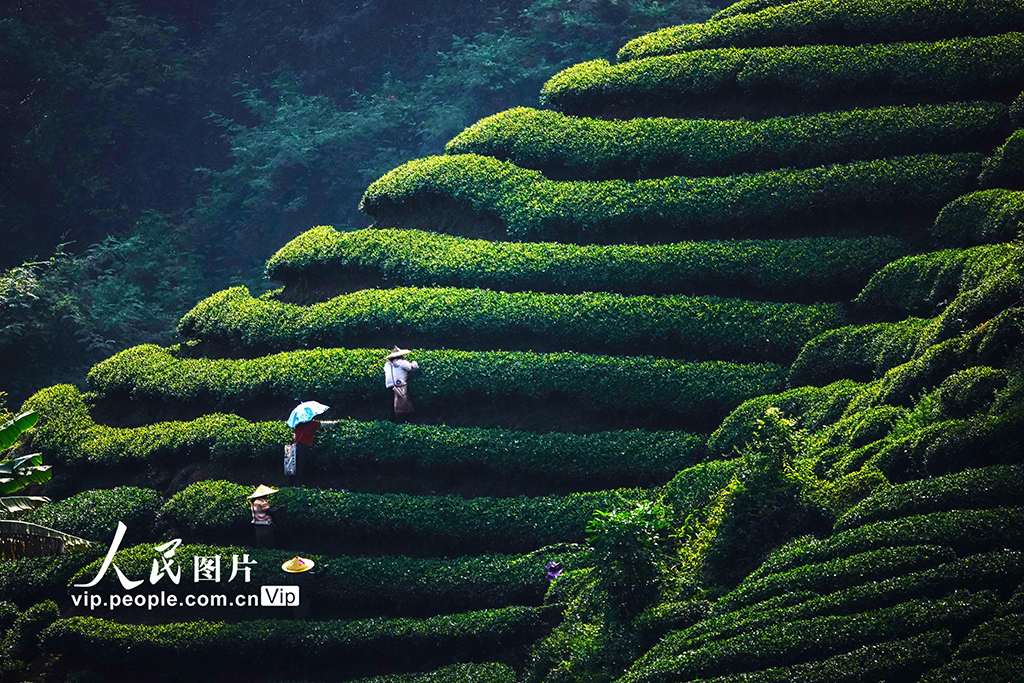 广西昭平：采摘秋茶【2】