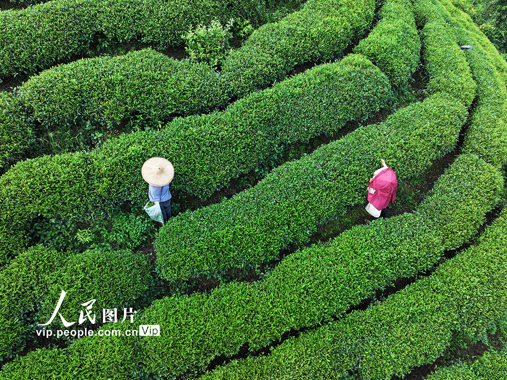 广西昭平：采摘秋茶【5】