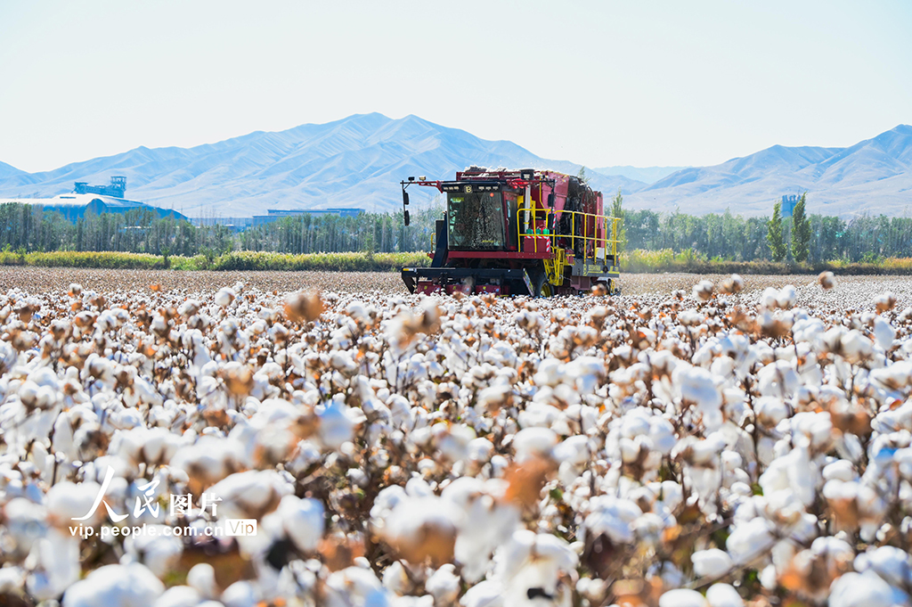 新疆呼图壁：棉花采收【2】