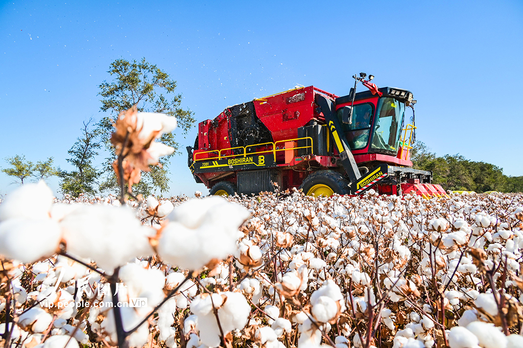 新疆呼图壁：棉花采收【4】