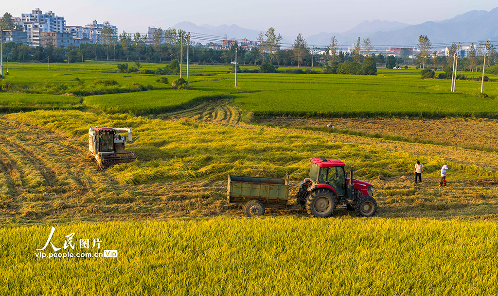 江西都昌：水稻收割【3】