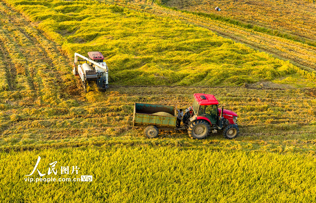 江西都昌：水稻收割【4】