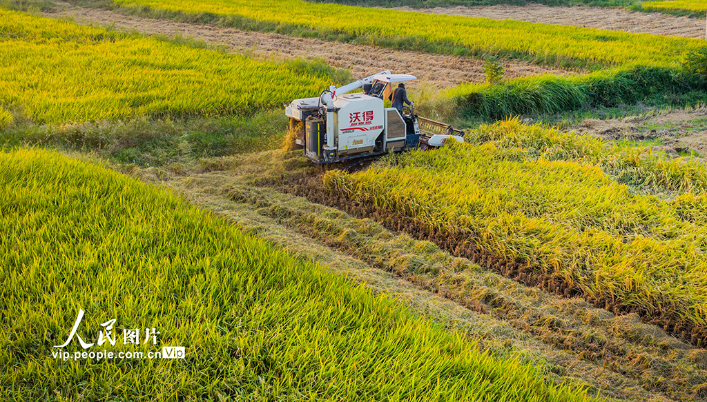 江西都昌：水稻收割【5】