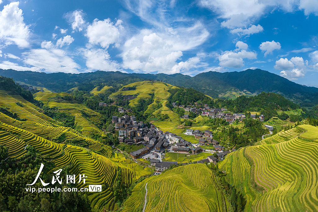 广西龙胜：龙脊梯田“丰”景如画【2】
