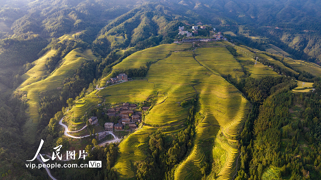 广西龙胜：龙脊梯田“丰”景如画【3】