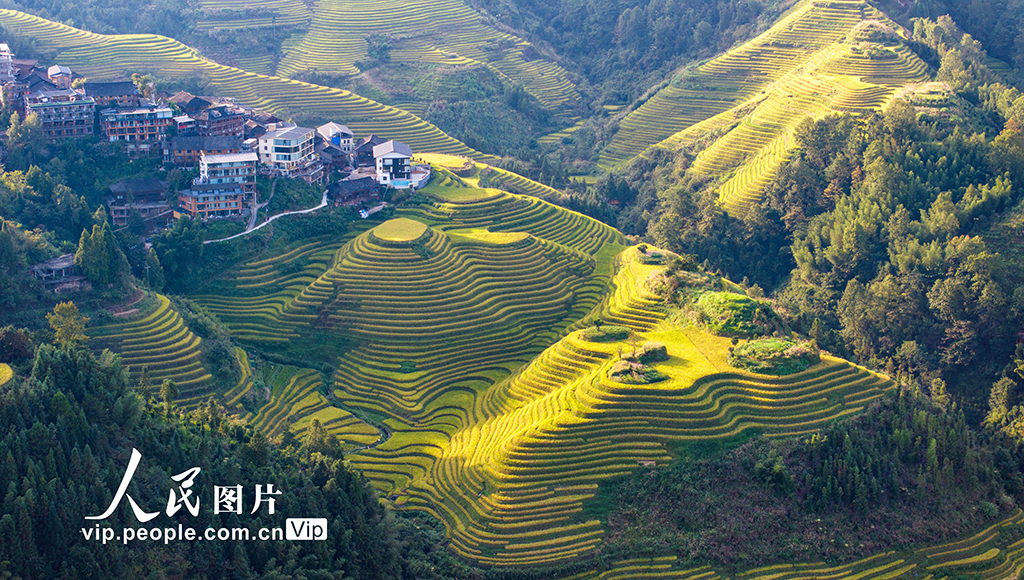 广西龙胜：龙脊梯田“丰”景如画【4】