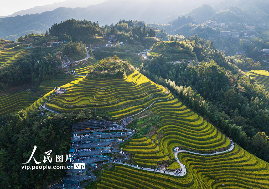 广西龙胜：龙脊梯田“丰”景如画【5】