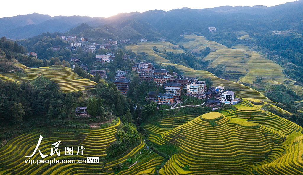 广西龙胜：龙脊梯田“丰”景如画【6】