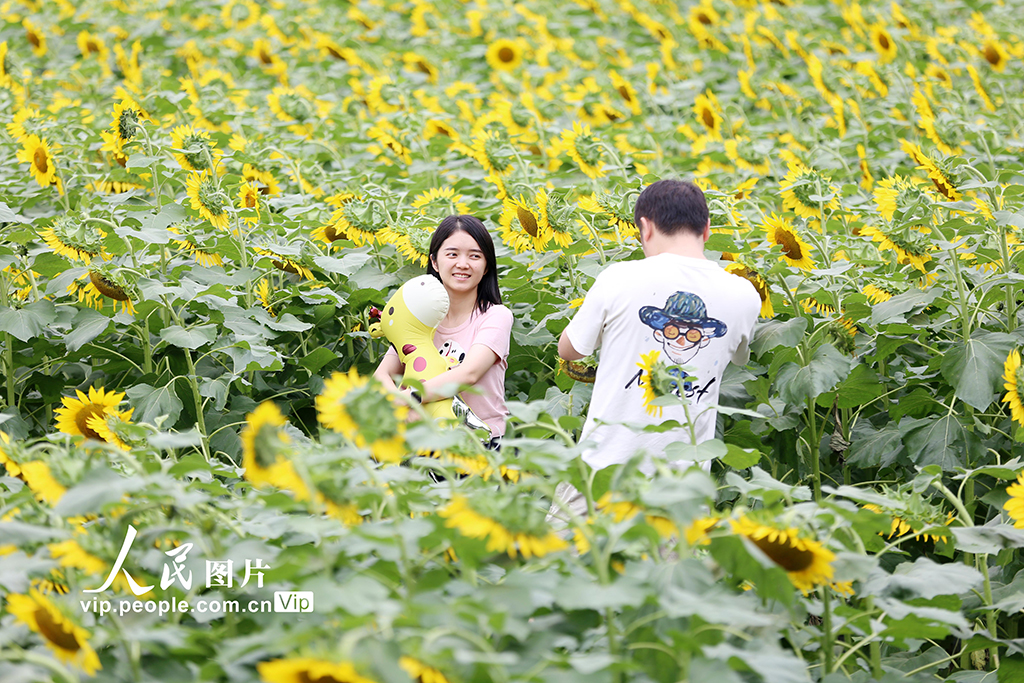 四川峨眉山：向日葵绽放迎客来【2】