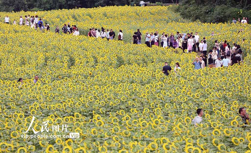四川峨眉山：向日葵绽放迎客来【3】