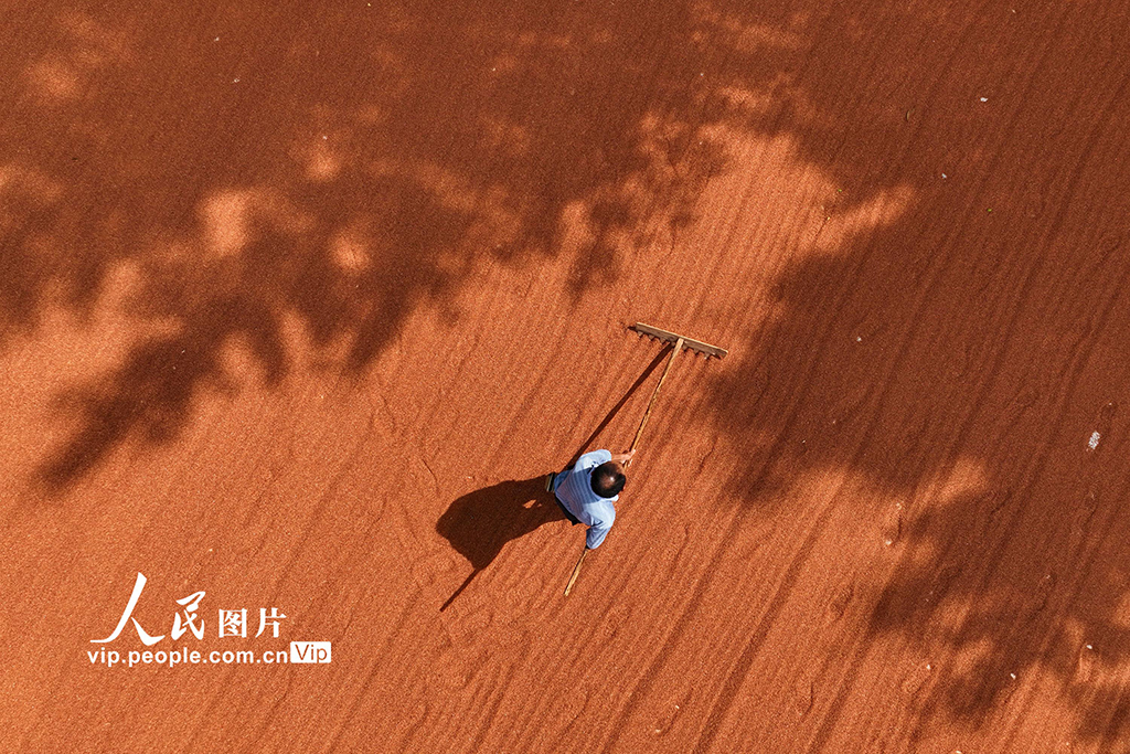 重庆：晾晒高粱【2】