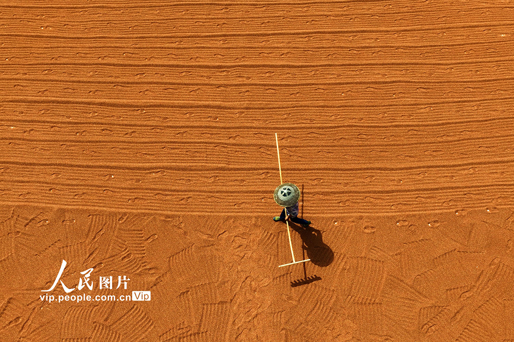 重庆：晾晒高粱【4】