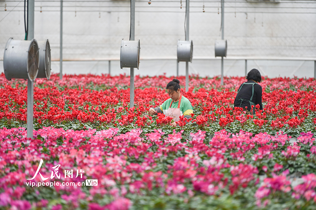 山东青州：寒露至农事忙【2】
