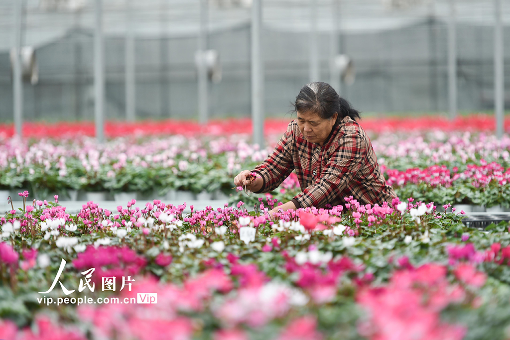 山东青州：寒露至农事忙【3】