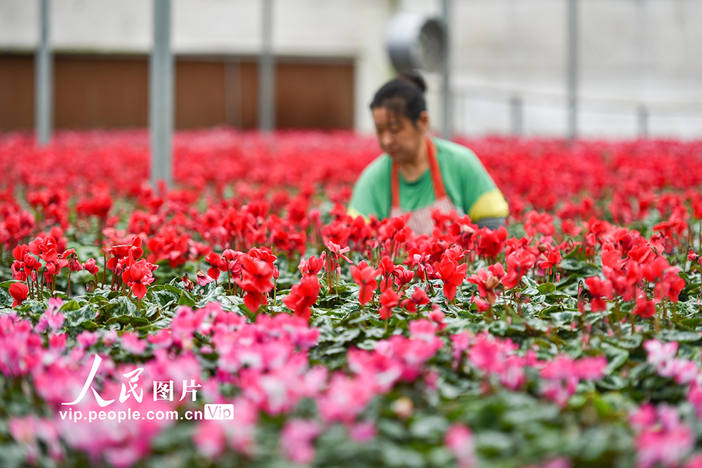 山东青州：寒露至农事忙【4】