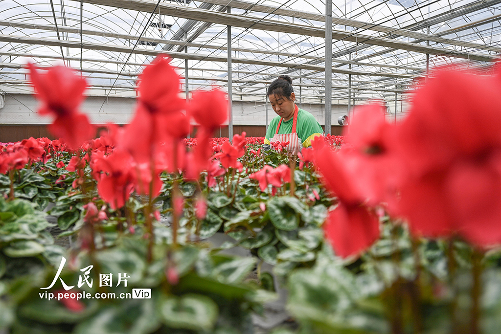 山东青州：寒露至农事忙【5】