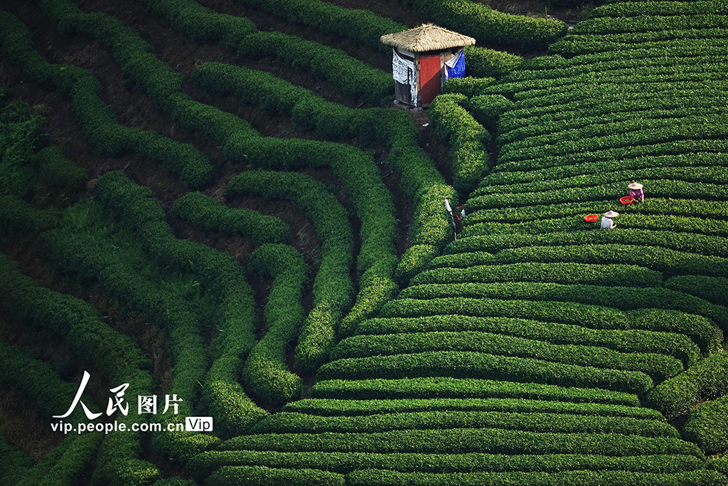 广西昭平：寒露时节采茶忙【2】