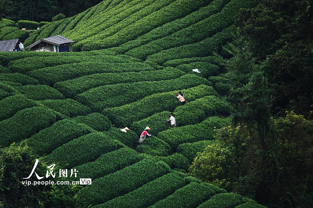 广西昭平：寒露时节采茶忙【3】