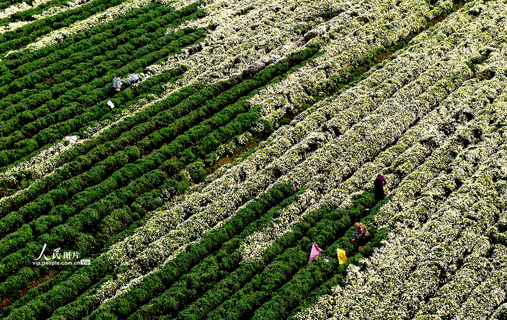 安徽亳州：金秋采菊忙【2】