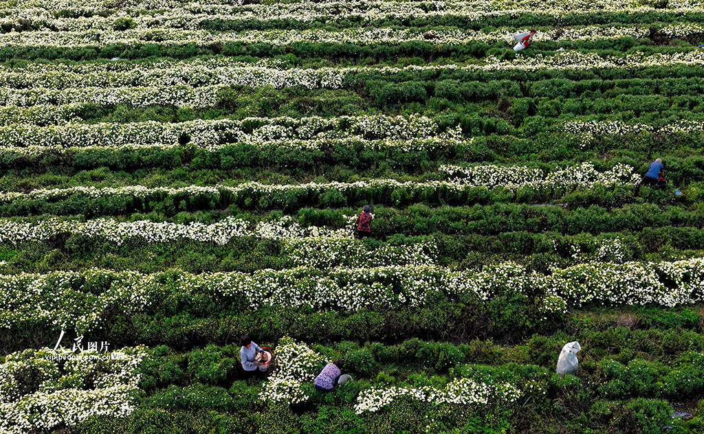 安徽亳州：金秋采菊忙【3】