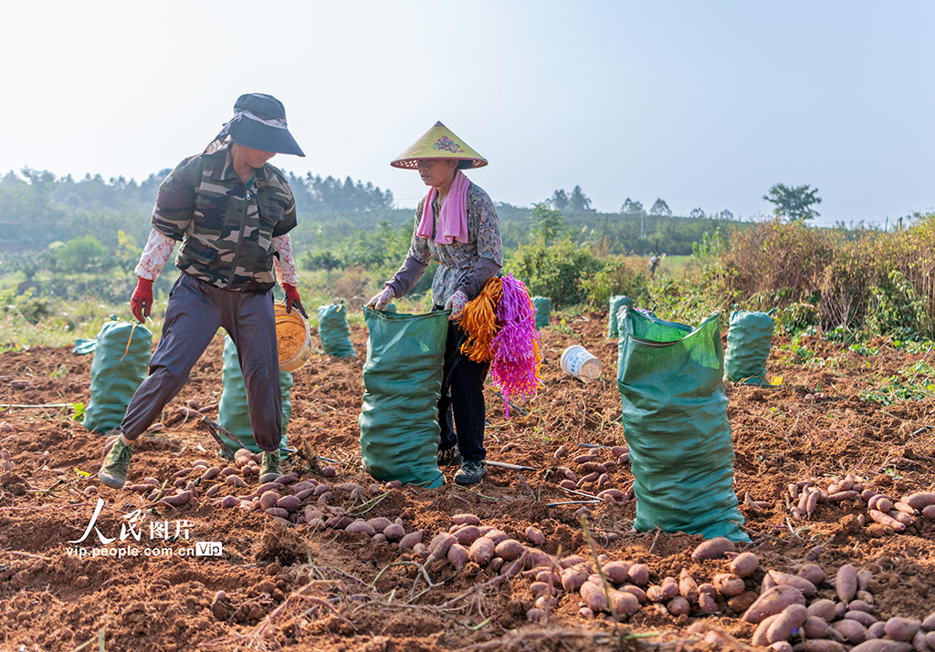 湖南东安：紫红薯丰收【3】