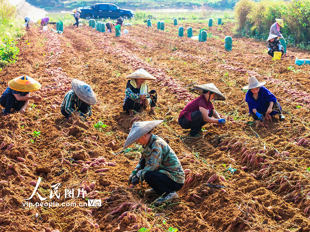 湖南东安：紫红薯丰收【4】