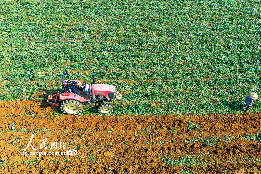 湖南东安：紫红薯丰收【2】