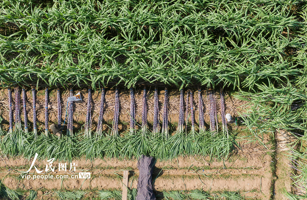 浙江兰溪：收获甘蔗【4】