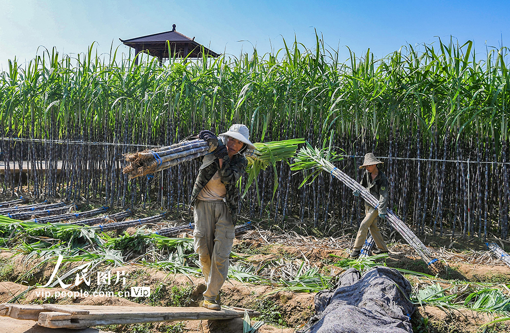 浙江兰溪：收获甘蔗【2】