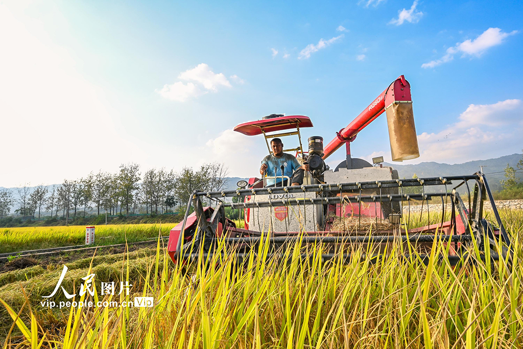 湖北英山：收割水稻【2】