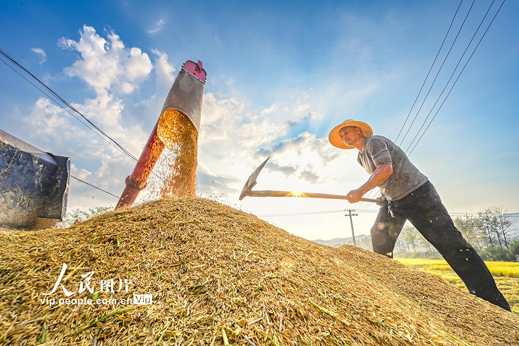 湖北英山：收割水稻【3】