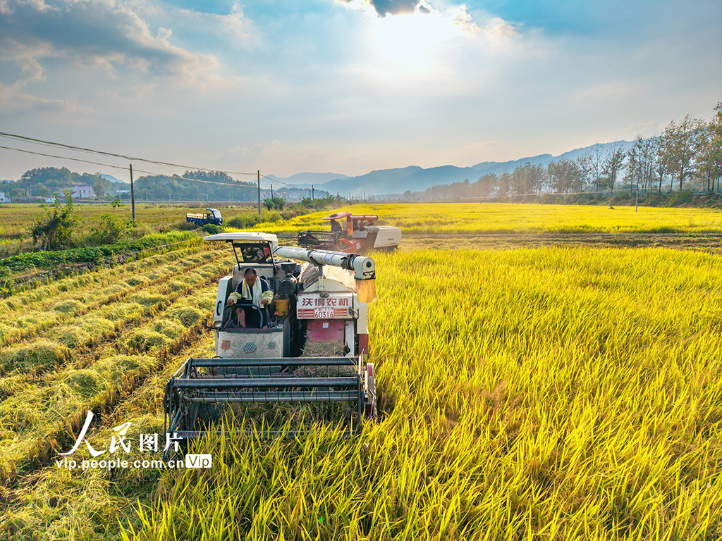 湖北英山：收割水稻【4】
