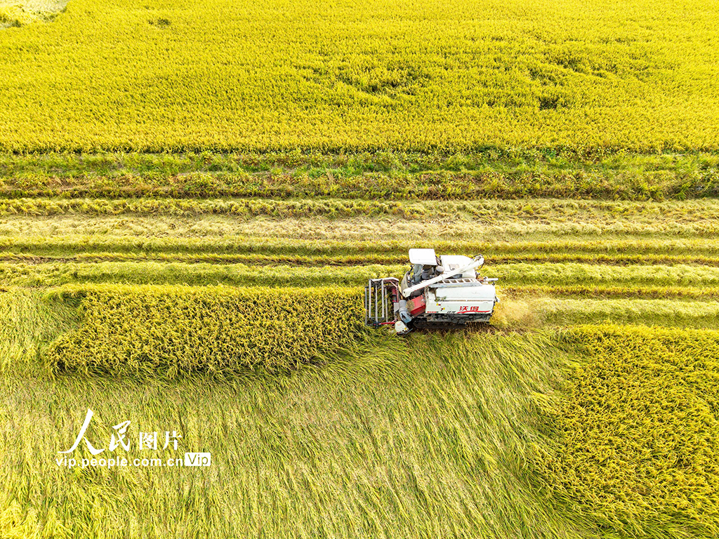 湖北英山：收割水稻【5】