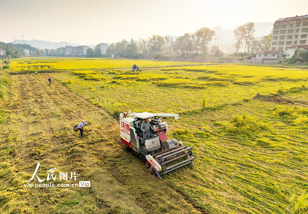 湖北英山：收割水稻【6】