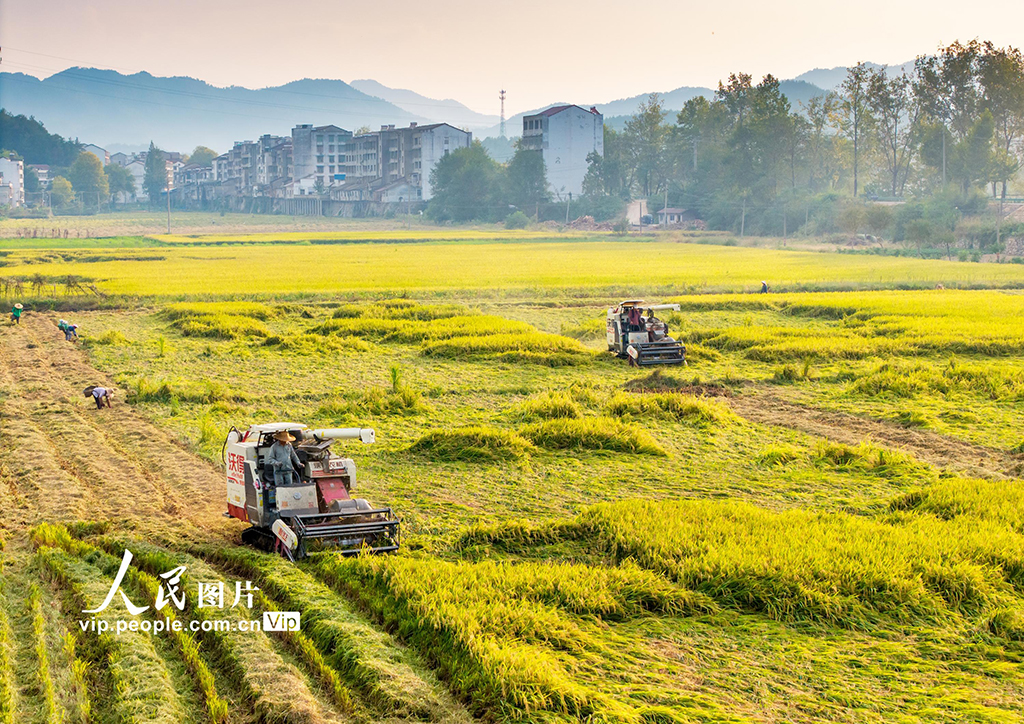 湖北英山：收割水稻【7】