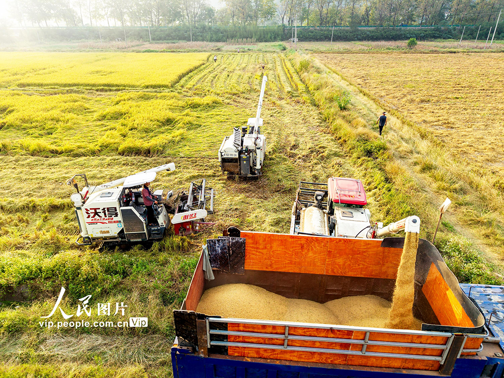 湖北英山：收割水稻【8】