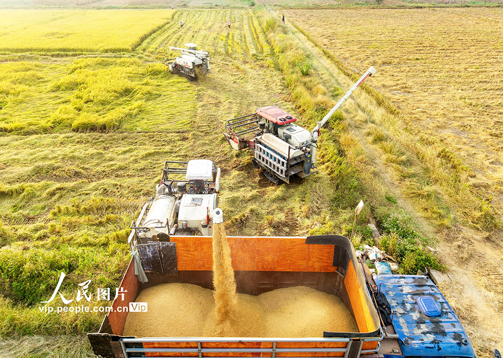 湖北英山：收割水稻【9】