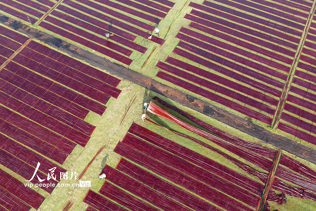 广西蒙山：晾晒香云纱【4】