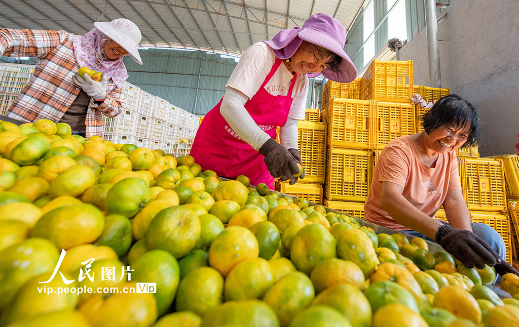 江西新余：收获蜜桔【2】