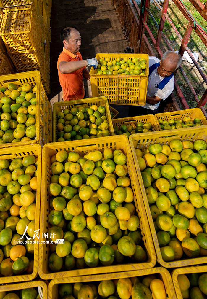 江西新余：收获蜜桔【5】