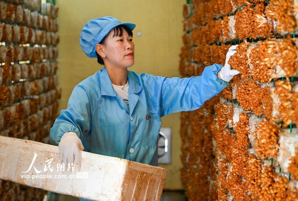 湖北安陆：采摘香菇【2】