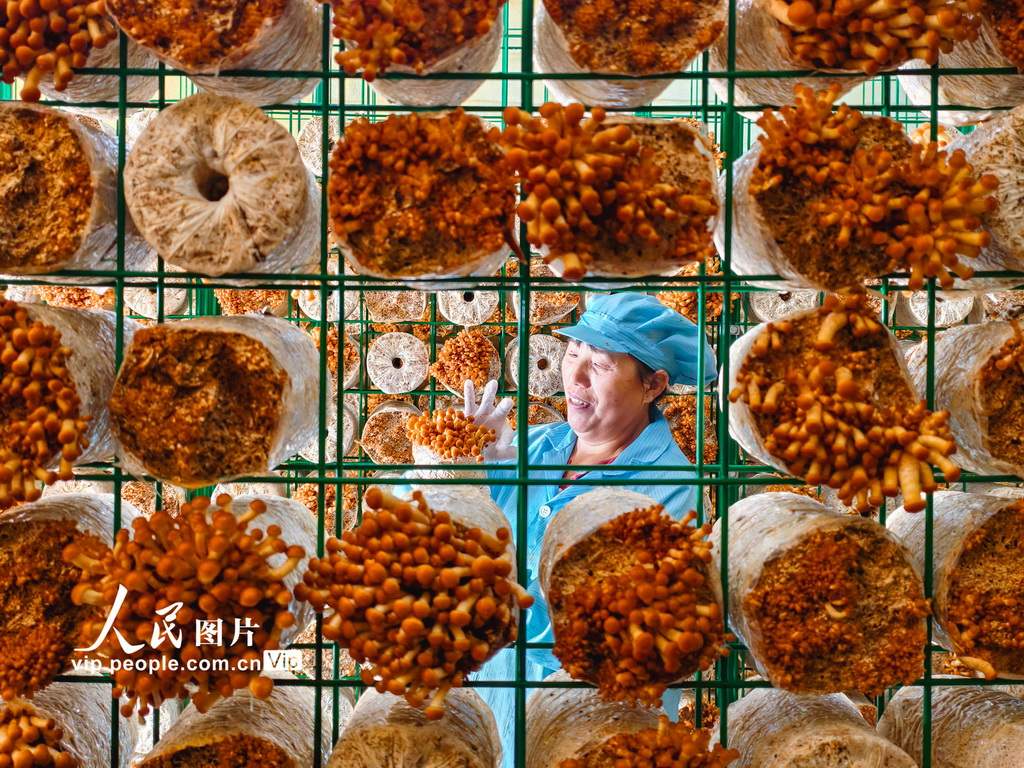 湖北安陆：采摘香菇【3】